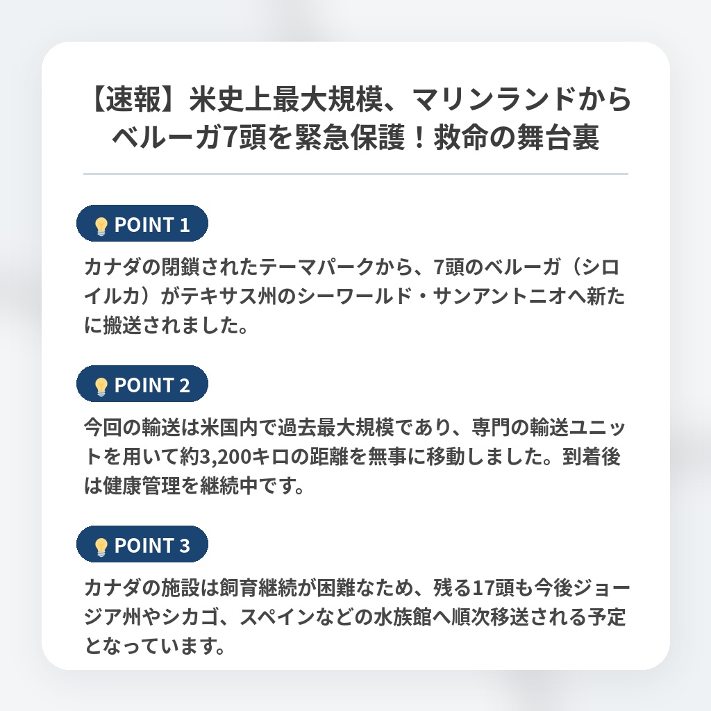 【速報】米史上最大規模、マリンランドからベルーガ7頭を緊急保護!救命の舞台裏の注目ポイントまとめ
